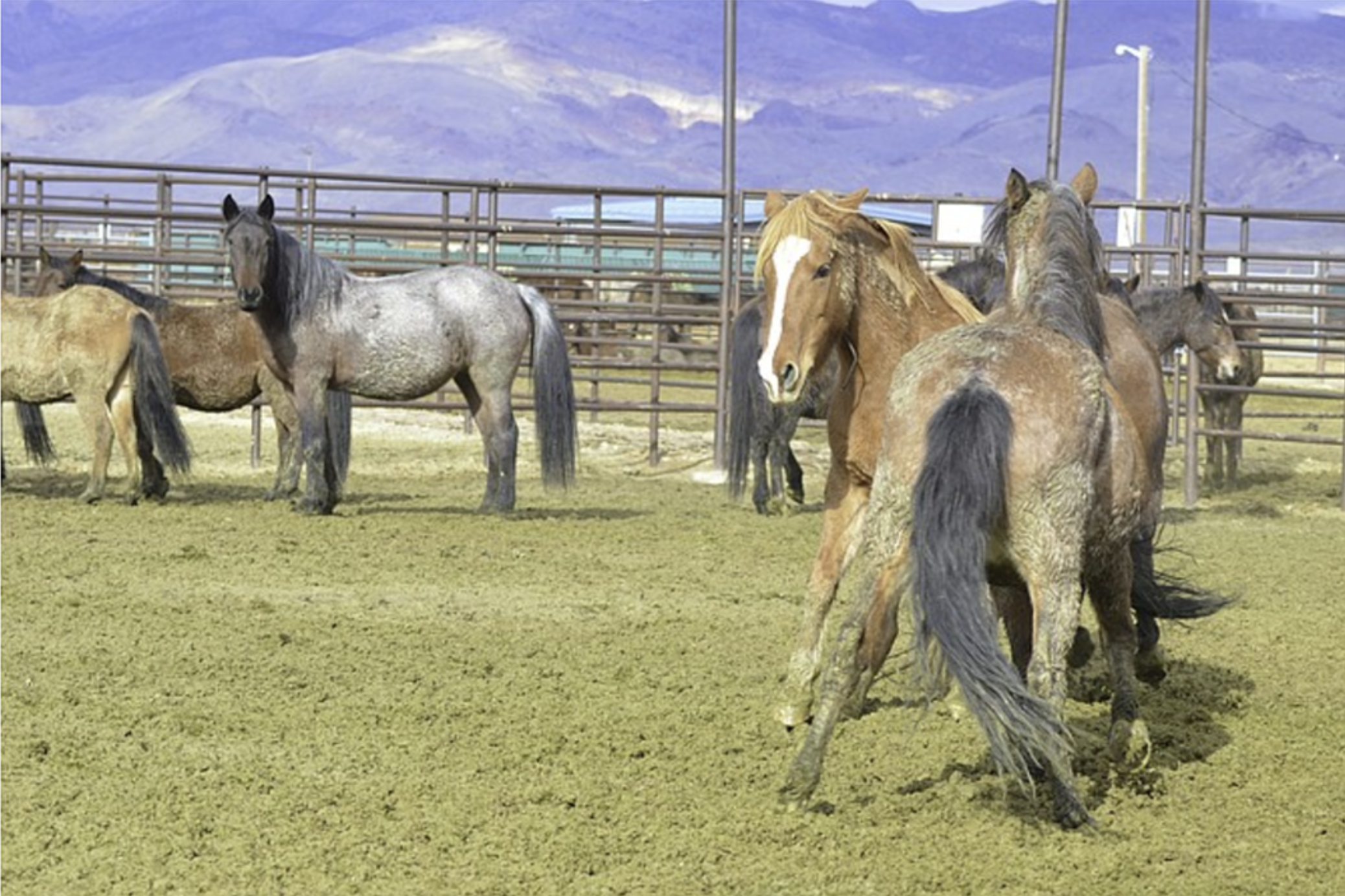 The Wild Horse OverPopulation Myth