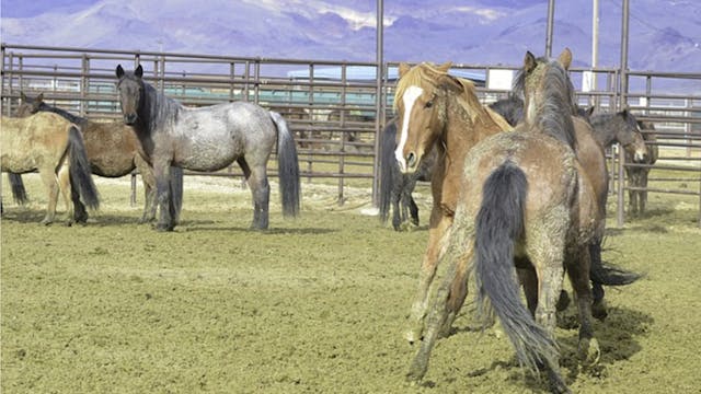 The Wild Horse OverPopulation Myth