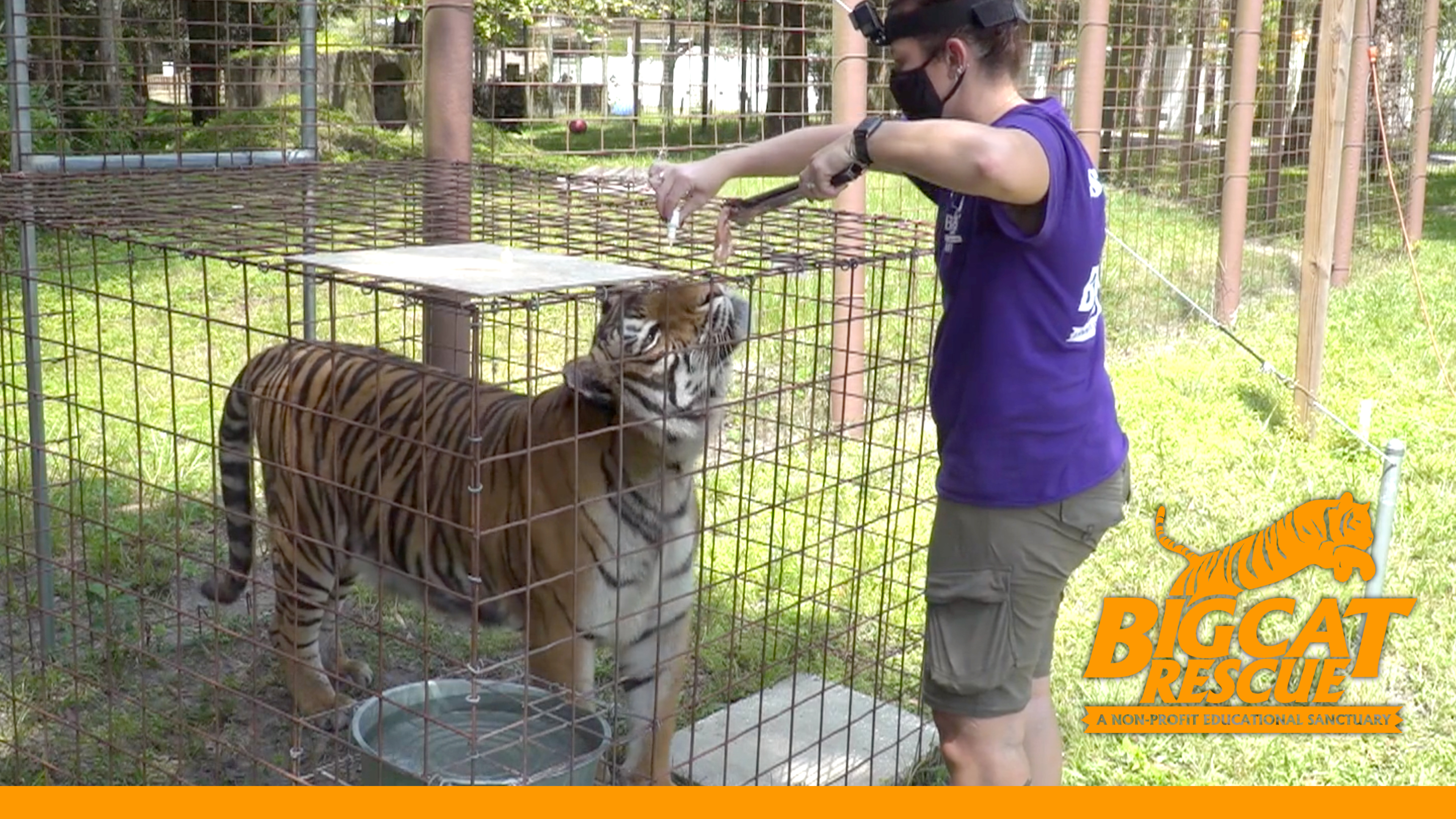 Tiger Gets Eye Drops