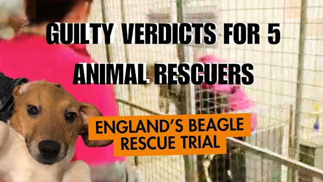 GUILTY: UK Beagle Rescue Verdict