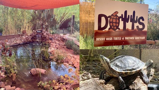 FROM LIFE IN A BOX TO A DESERT OASIS ...