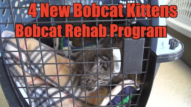 Meet 4 New Baby Bobcats
