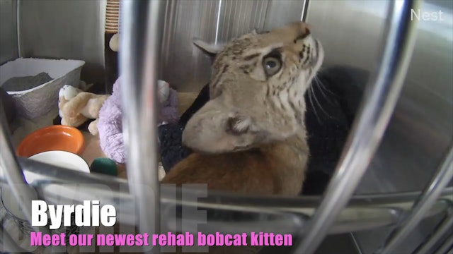 Baby Bobcat Seeks Help