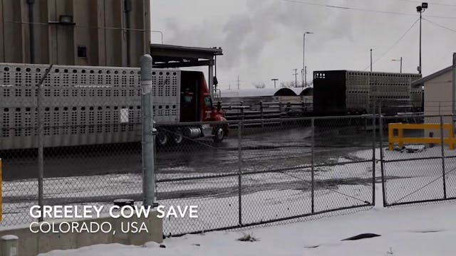 What Is a Cow Save?