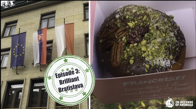 The Fabo Food Scene in Bratislava! 