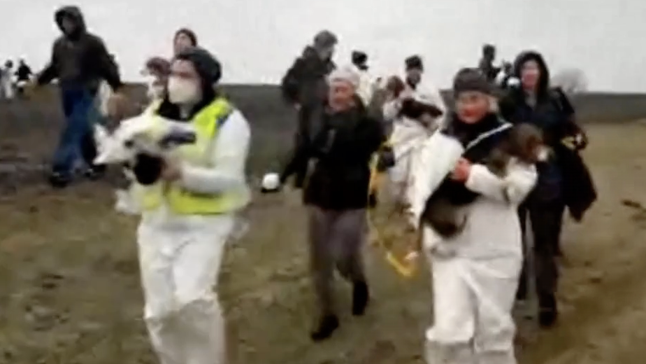 Mass Beagle Rescue LIVE