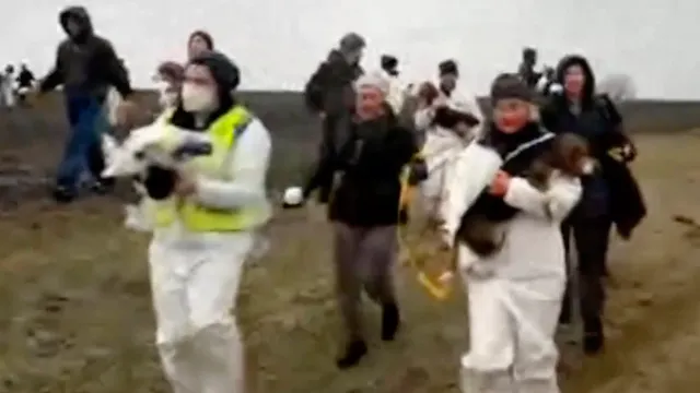 Mass Beagle Rescue LIVE