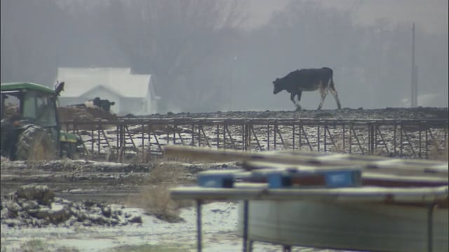 Dairyman Blues