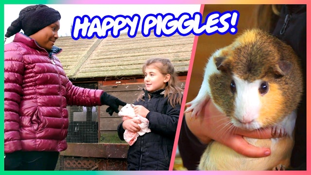 Visit Happy Piggles Guinea Pig Sanctuary