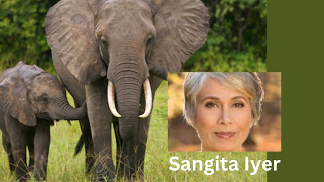 Woman on a Mission: Save Elephants! 