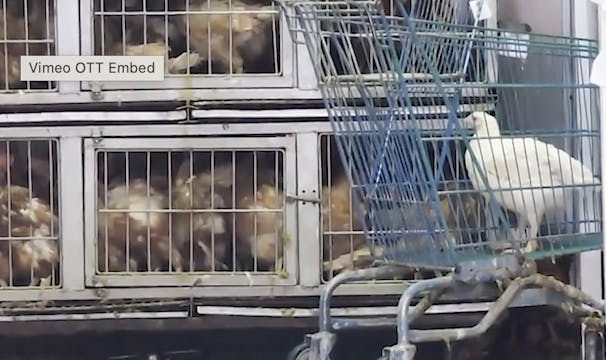 The Fight To Ban Live Animal Markets