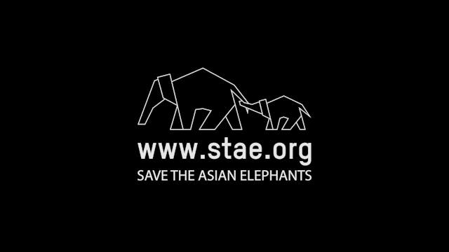 Save The Asian Elephants