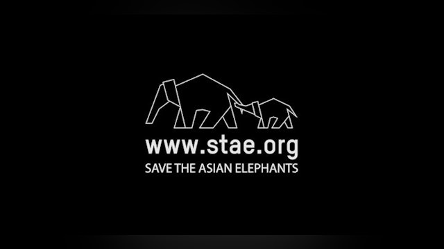 Save The Asian Elephants