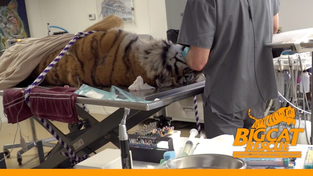 A Tiger's Tale - A Life Saving Story, Episode 5