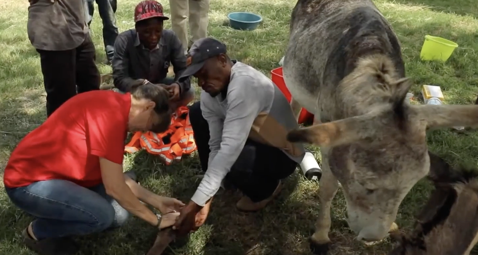 Network for Animals  We have been rescuing animals since 1996