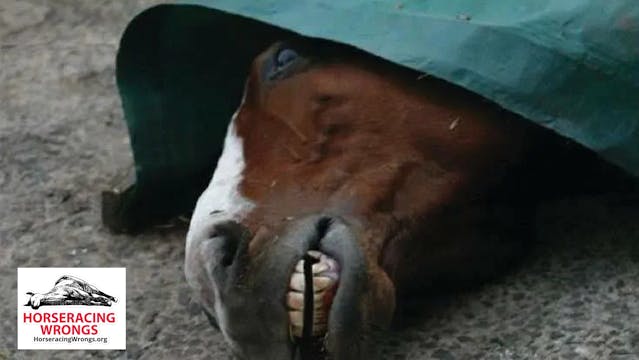 Tracks Close, Horses Still Die