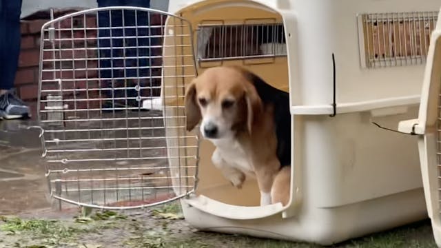 Beagles Freed From Lab!