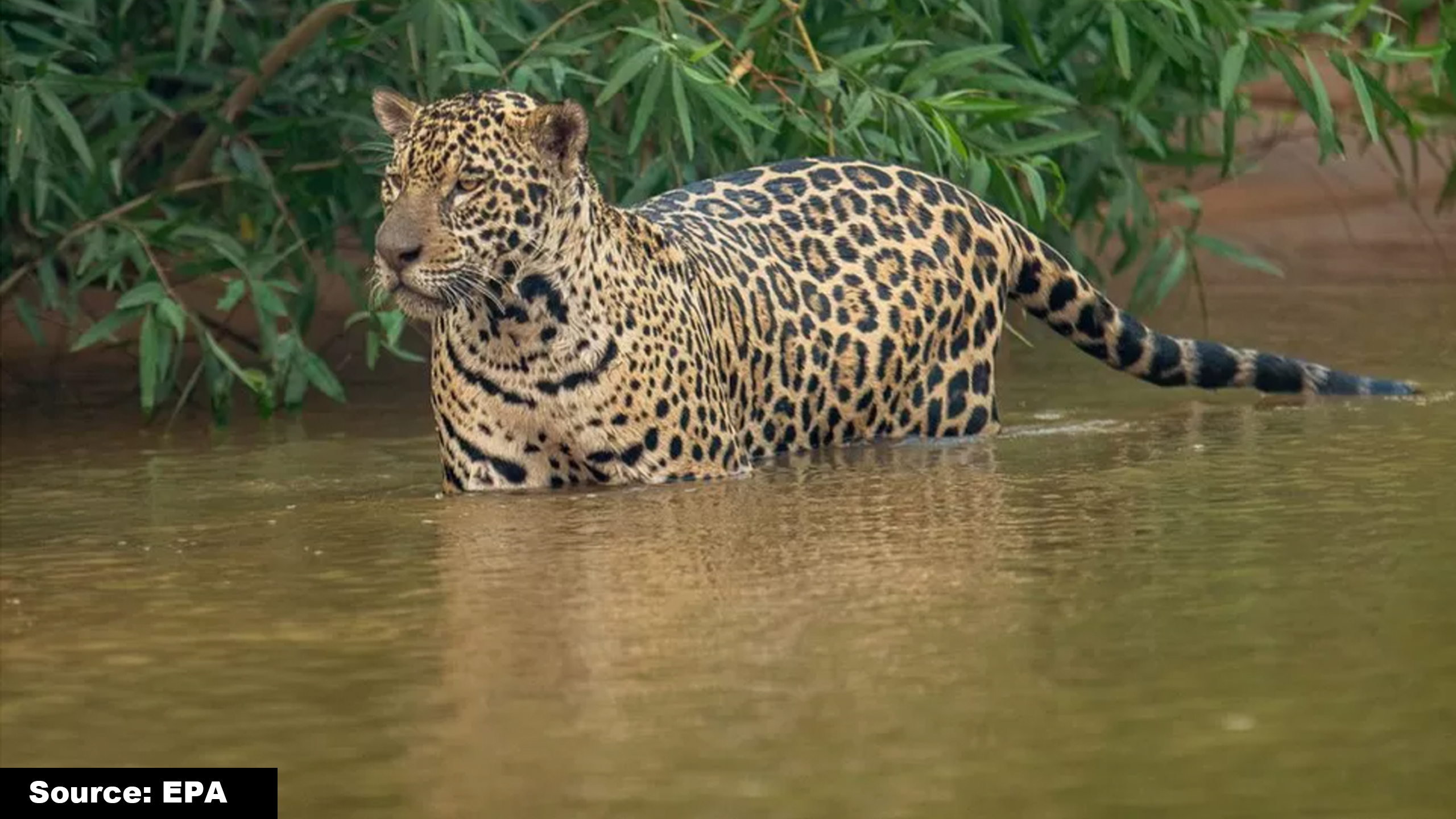 Amazon's Survival Will Determine Our Future