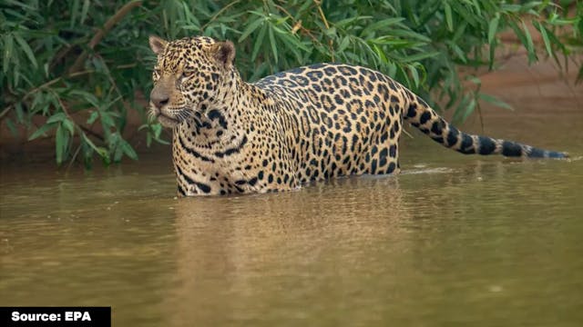 Amazon's Survival Will Determine Our ...