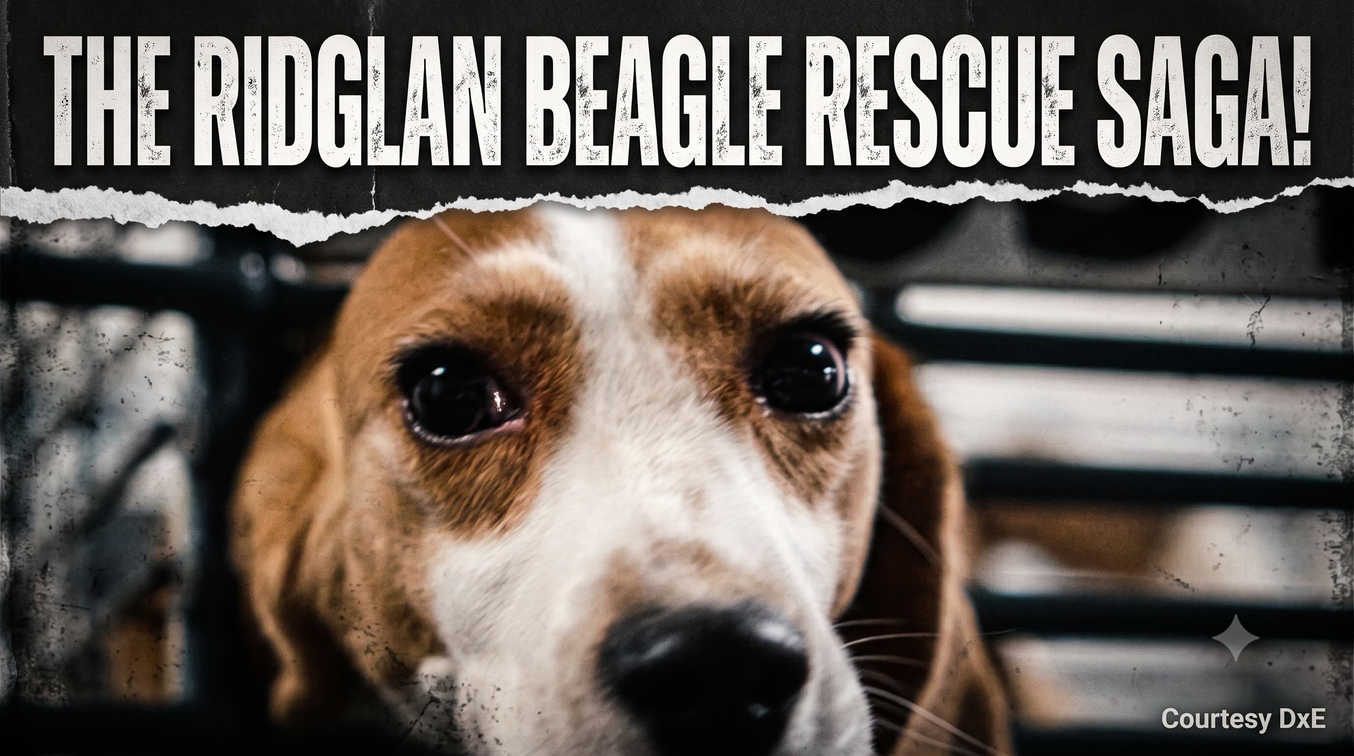 The Ridglan Beagle Rescue Saga