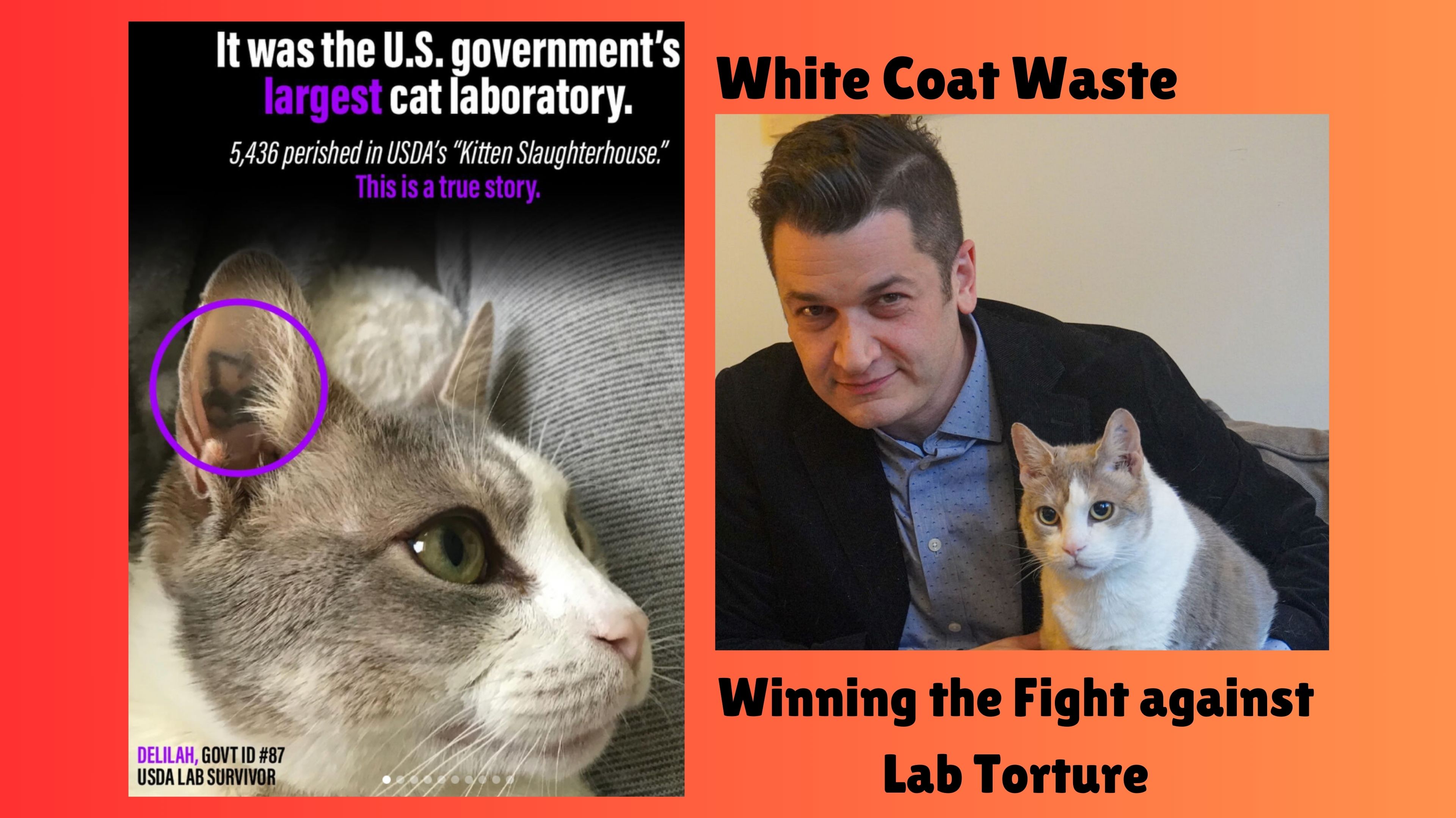 Meet the Cat Who Escaped a US Gov Torture Lab