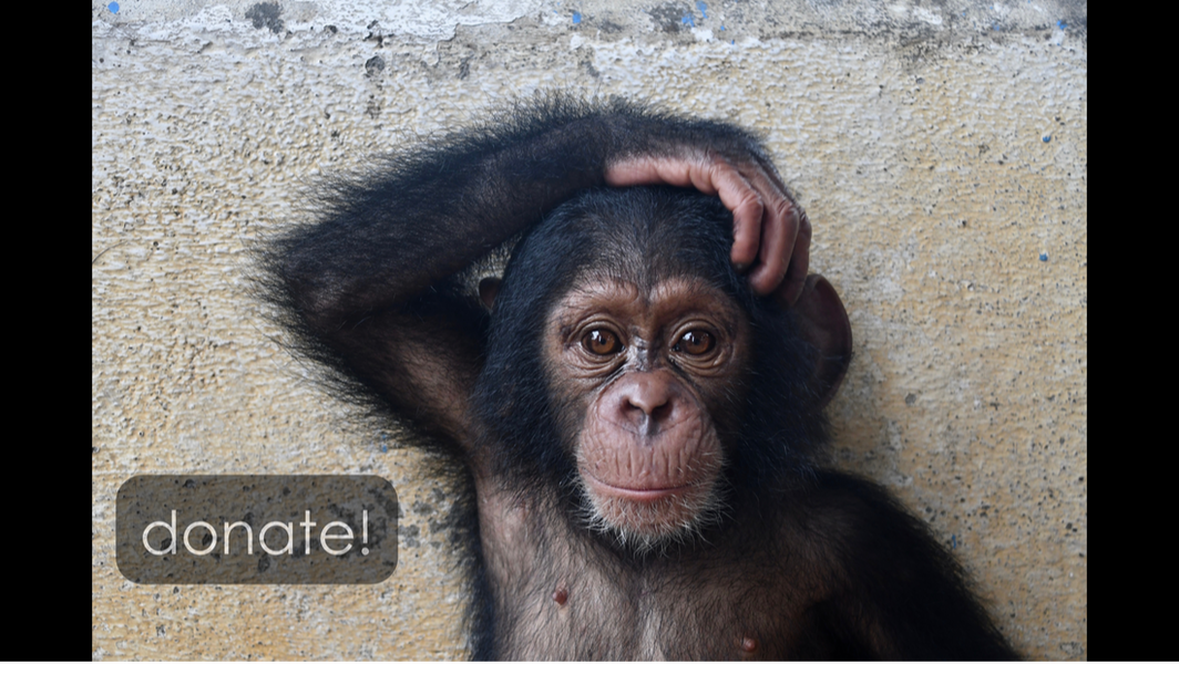 Help Save Baby Chimps!