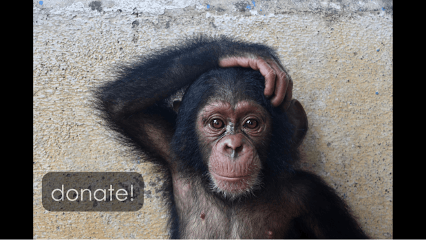 Help Save Baby Chimps!