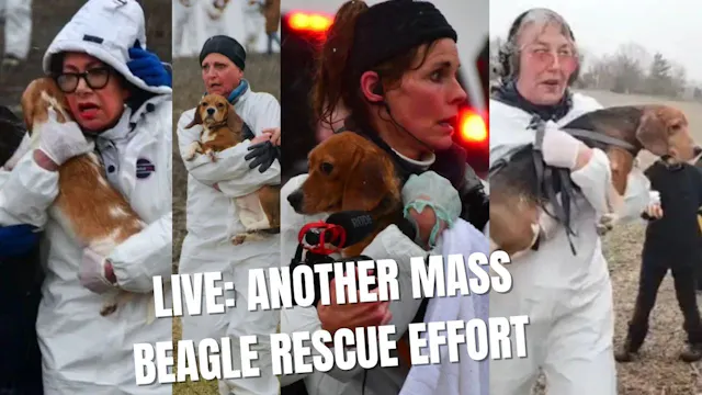 LIVE: Beagle Rescue Drama
