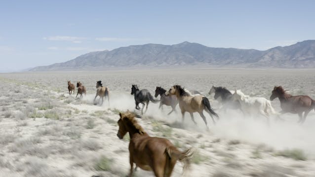 Last Chance For Wild Mustangs