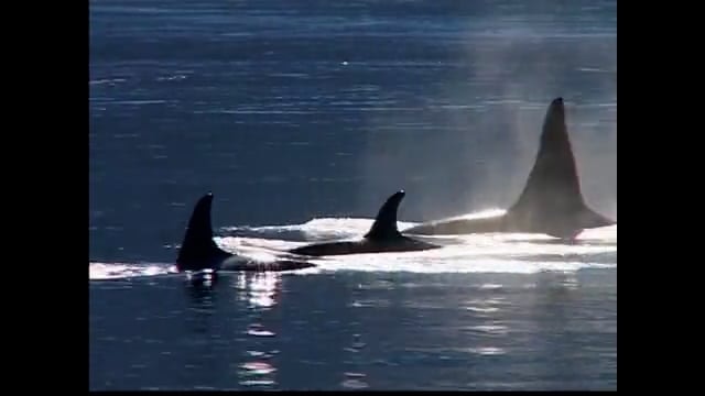 Where Have All the Orcas Gone?