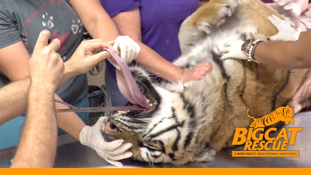 A Tiger's Tale - A Life Saving Story,...