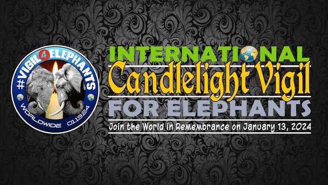 International Candlelight Vigil For Elephants