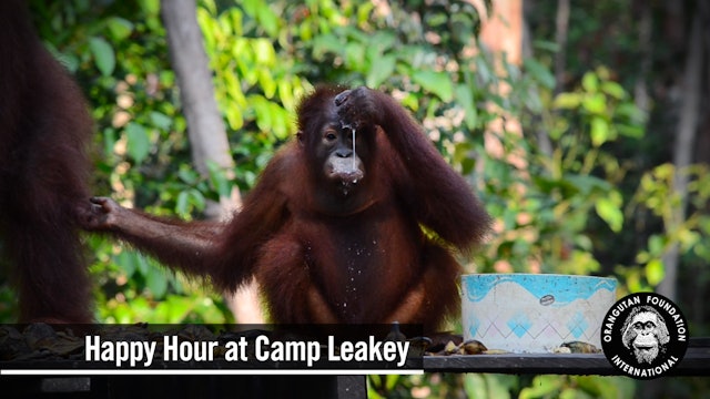 Happy Hour at Camp Leakey