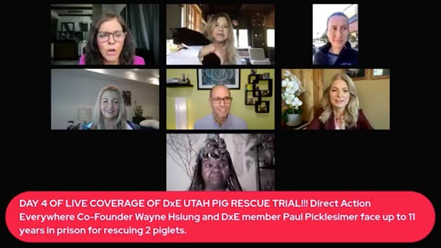 Live Coverage Day 4 - The Pig Rescue ...