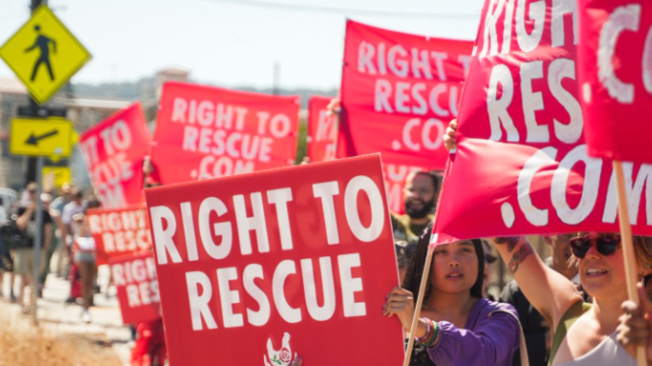 Day 9 Chicken Rescue Trial