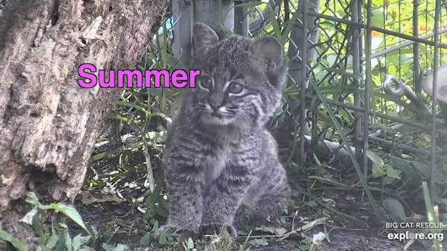 Bobcat Kitten's New Adventure