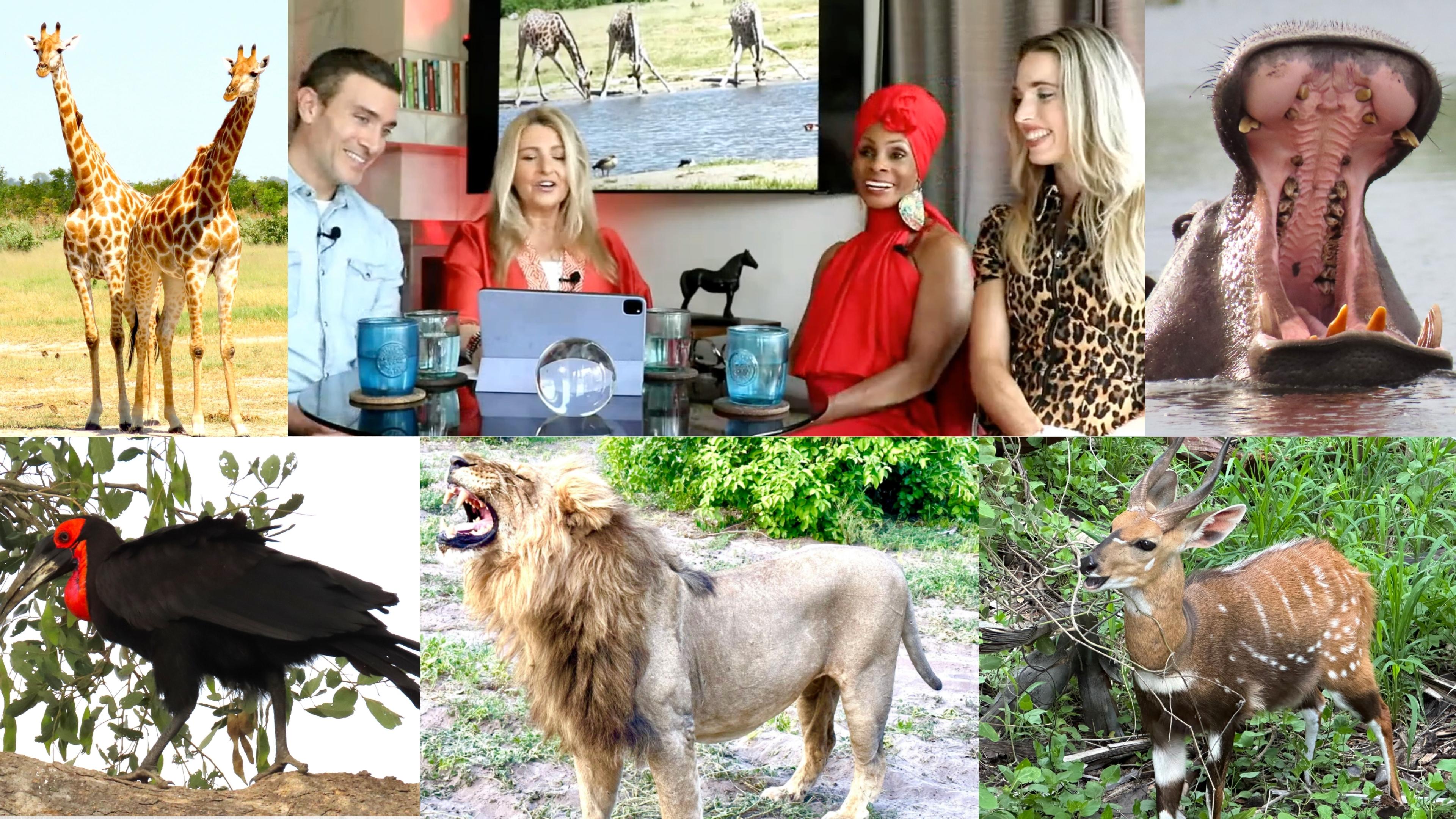  Botswana Journey: Africa's Wildlife!  