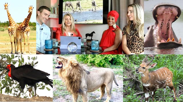 Botswana Journey: Africa's Wildlife!