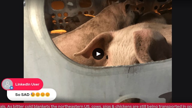 Tell the USDA: Fix Cruel, Outdated Transport for Farmed Animals! 