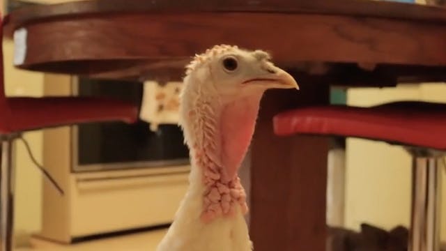 Sealy the Turkey