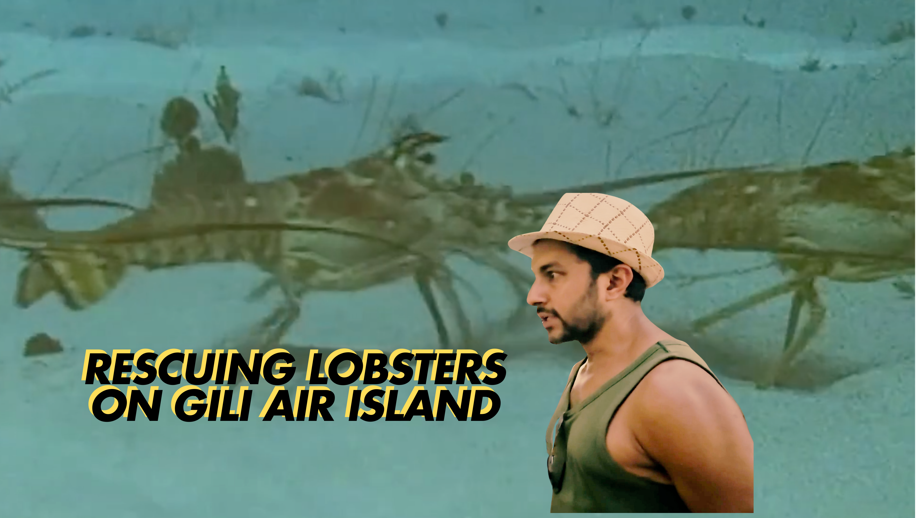 Rescuing Lobsters on Gili Island