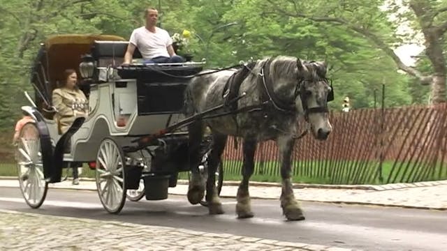 Why Are Horses On NYC Streets?