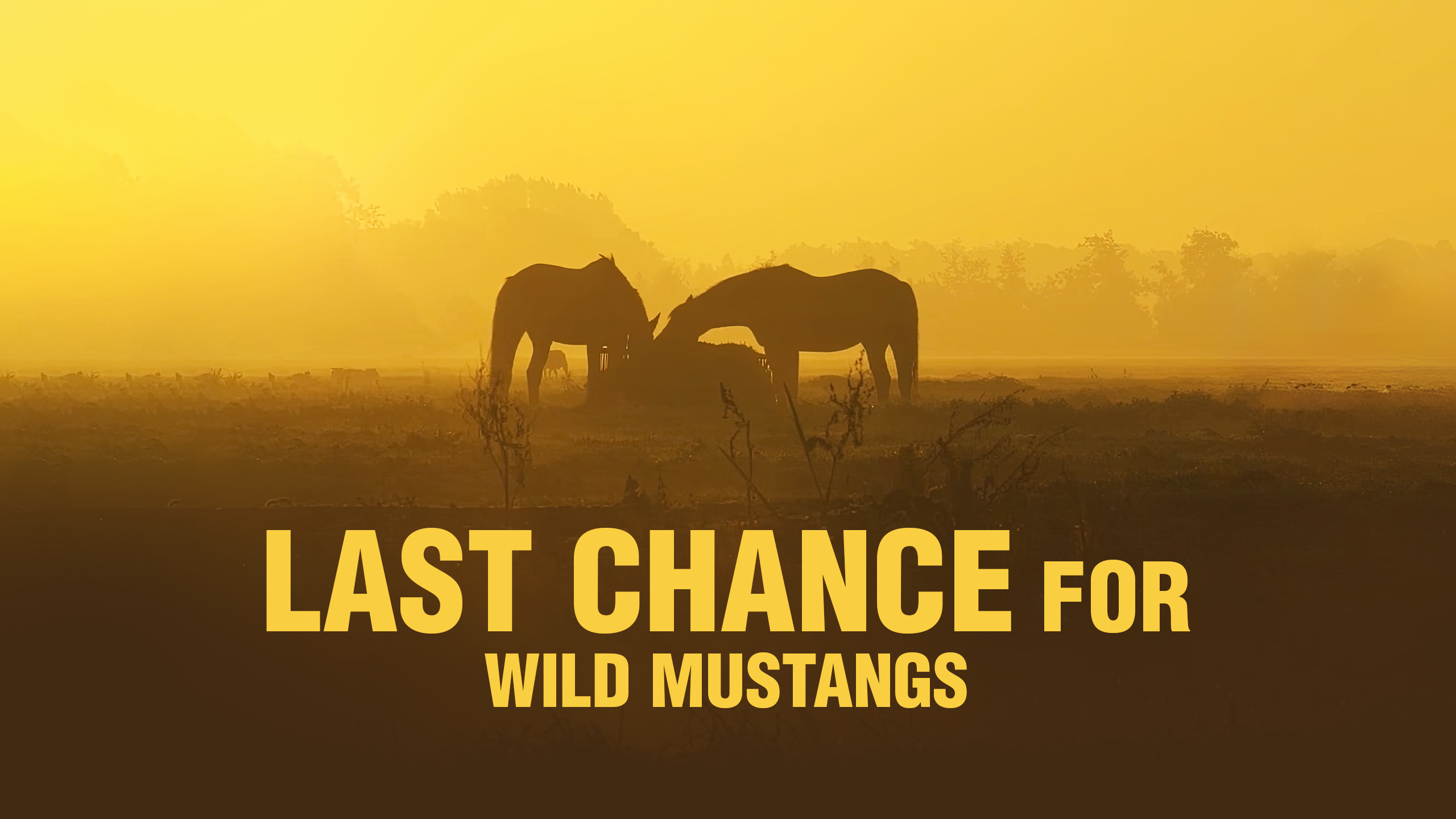 Last Chance For Wild Mustangs