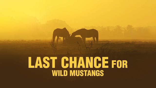 Last Chance For Wild Mustangs