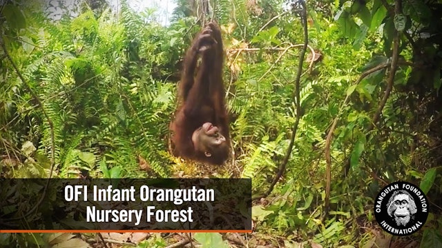 Infant Orangutan Nursery Forest