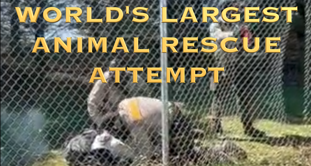 BEAGLE RESCUE FOILED BY TEAR GAS!