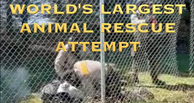 BEAGLE RESCUE FOILED BY TEAR GAS!