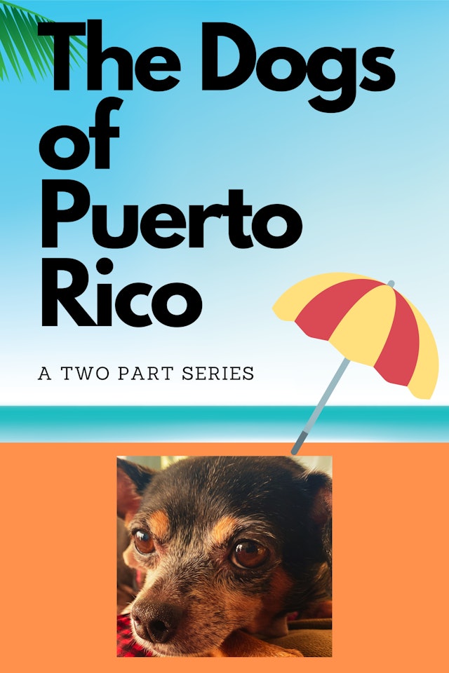 The Dogs of Puerto Rico