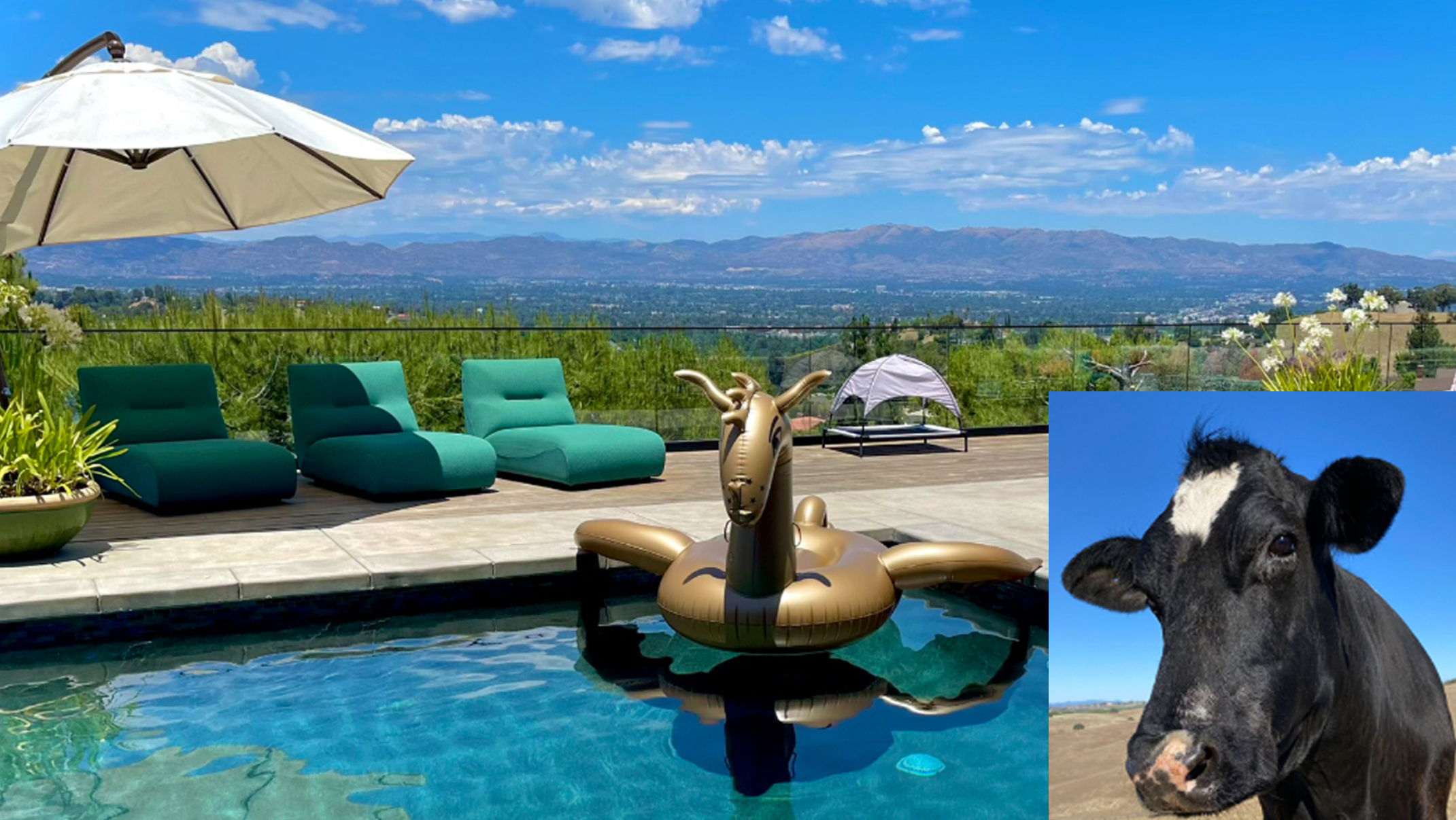 Elegant Fundraiser Was Held To Honor Beloved Cow