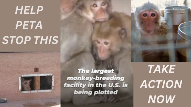 PETA's Fight to Stop Monkey Prison! 